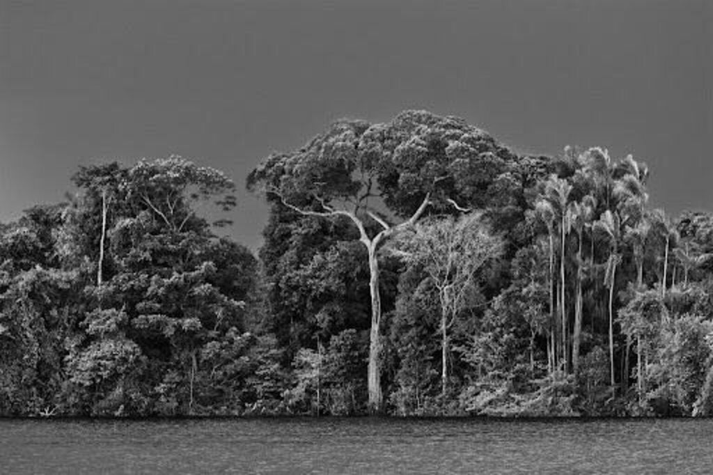 Amazonia: Sebastiao Salgado